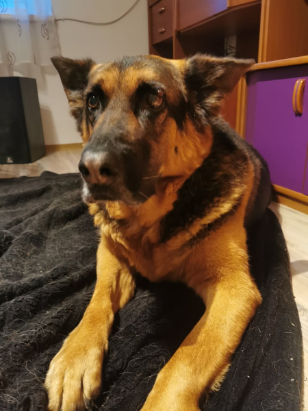 Tagesklinik Fur Kleintiere Zistersdorf Michael Morkenstein 2225 Zistersdorf Tierklinik U Ambulatorium Herold