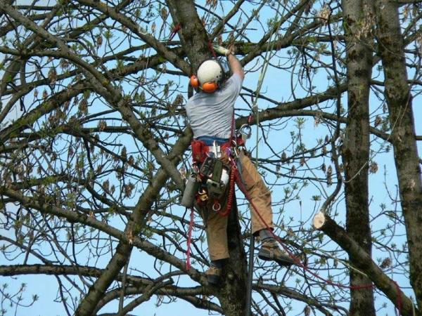 Bild 2 von Vorarlberger Baumdienst Bartle Egender