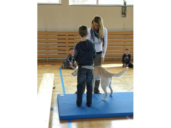 Bild 1 von Therapiehundezentrum Kärnten
