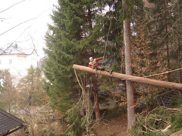 Bild 2 von Sodl Franz Baum- und Gartenservice