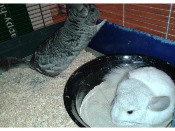 Bild 5 von Birgit's Tierhandlung