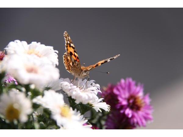 Bild 16 von Gartengestaltung Reinisch GmbH