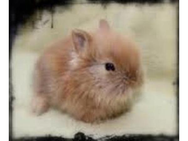 Bild 11 von Hamsterbedarf STRUPPI