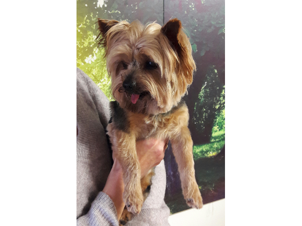 Bild 8 von Hundefriseurin Ellen Fertsch