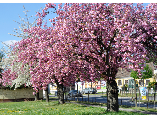 Bild 6 von PFLANZ! garten & freiraum