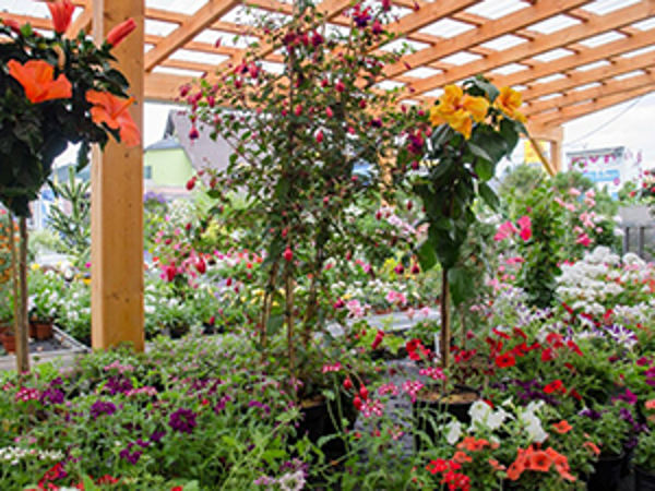 Bild 1 von Neuhold Gartencenter