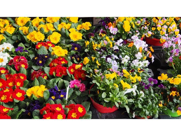 Bild 9 von Blumenhaus Kamaritsch