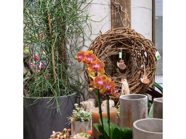 Bild 14 von Blumen im Bahnhof Veronika Schmeikal