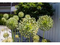 grünes HANDWERK - Kosmetik für Ihren Garten