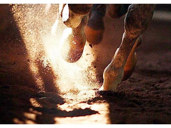 Bild 3 von Pro Equus - Reitplatz, Paddock & Stallbedarf