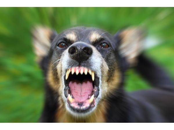 Bild 3 von Traumhund - Faires Hundetraining für einen harmonischen Alltag