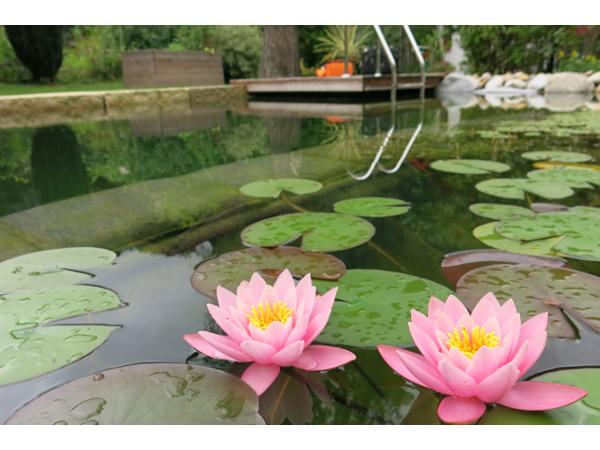 Bild 14 von Zemann Garten GmbH