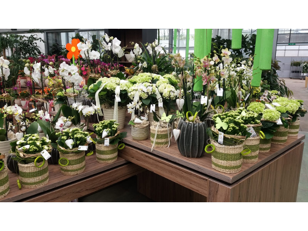 Bild 107 von Gartenbau-Blumen Helmut Friedl