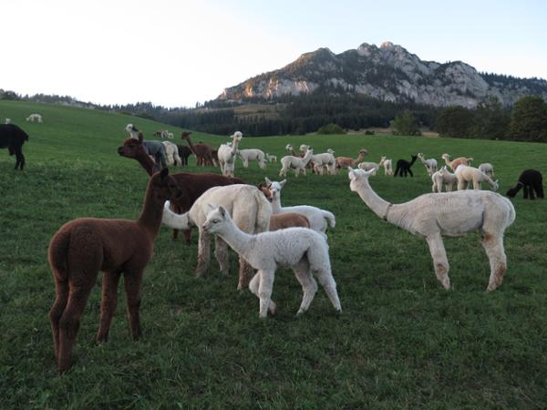 Bild 4 von Alpakaland Österreich