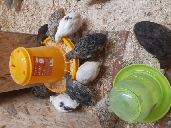Bild 2 von Nici`s Geflügelhof