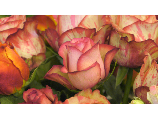Bild 20 von Blumen Schonsky