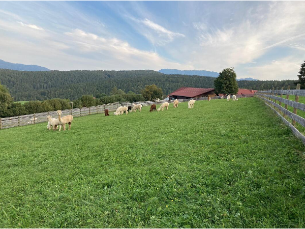 Bild 14 von Zottlerhof - Bio . Alpakas . Kräuter . Spinnräder . Auszeithof