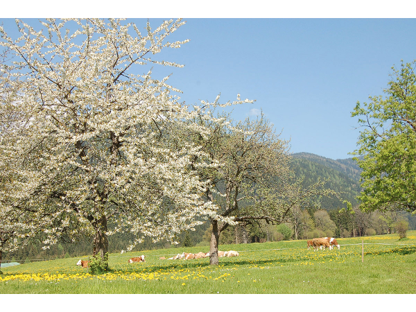 Bild 3 von Gemeindeamt der Gemeinde Gaal
