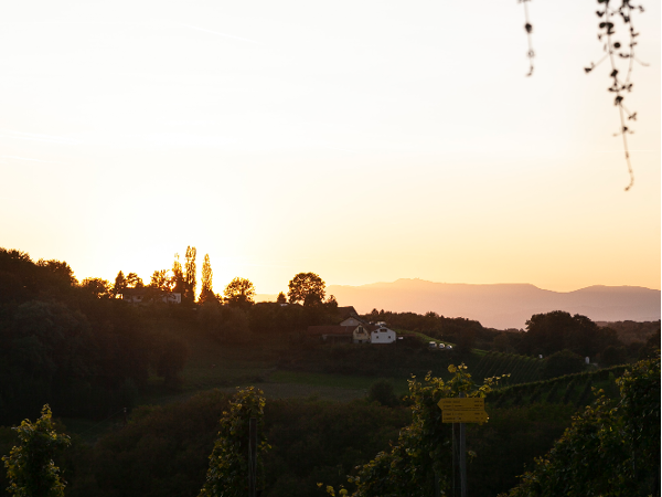 Bild 2 von Weingut MUSTER.gamlitz GmbH