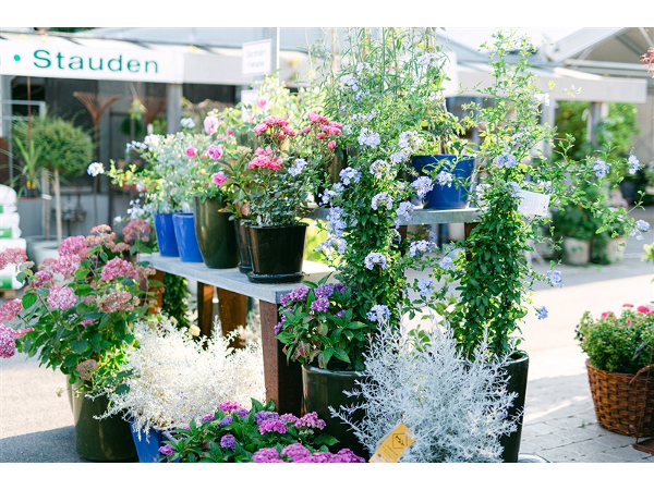 Bild 5 von Blumen Ruprecht KG