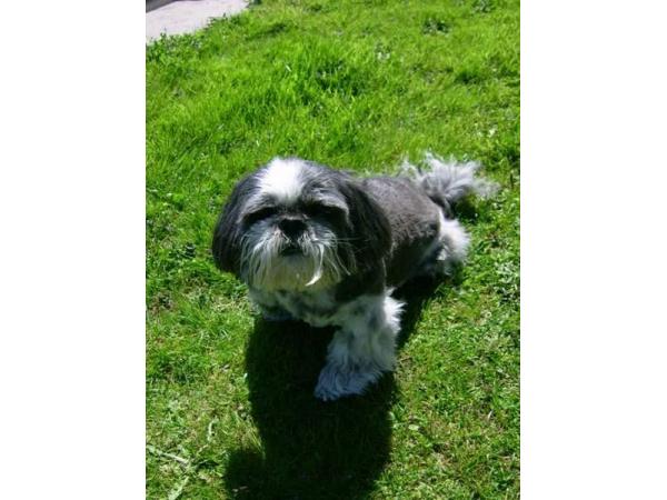 Bild 1 von Hundesalon "Pico-Bello"