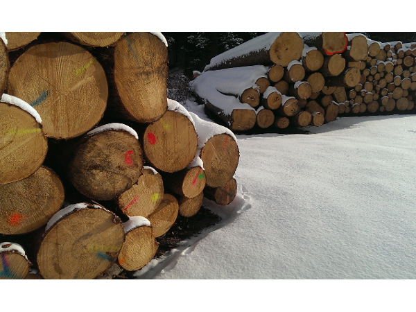 Bild 4 von Holz-Steixner Sägewerk