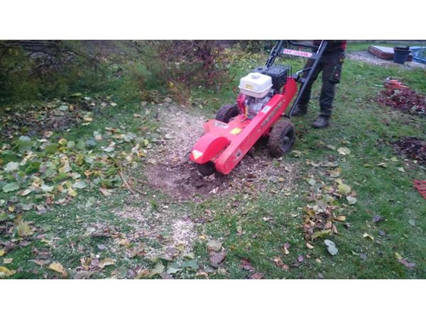 Bild 15 von Brandlmayr Gartenbau GmbH - Gartengestaltung & Baumpflege