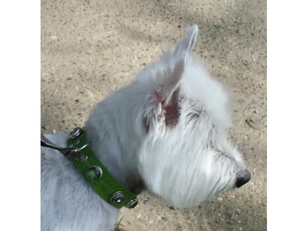 Bild 3 von Diamond Dog Hundesalon