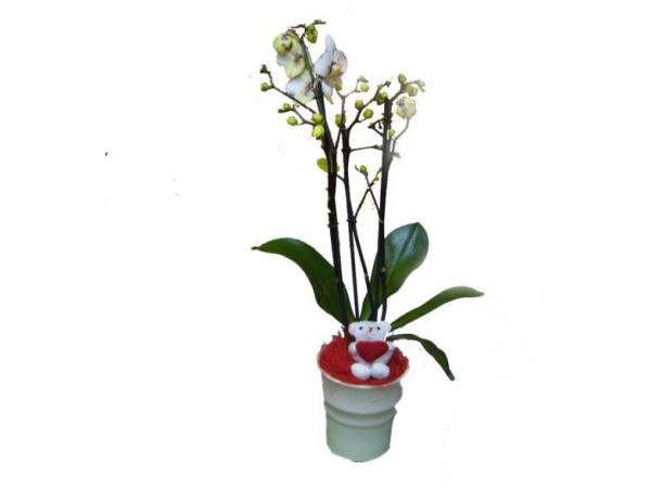 Bild 4 von Blumen Claudia