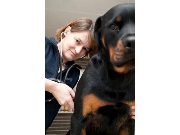Bild 5 von Dr. med. vet. Mayr Astrid