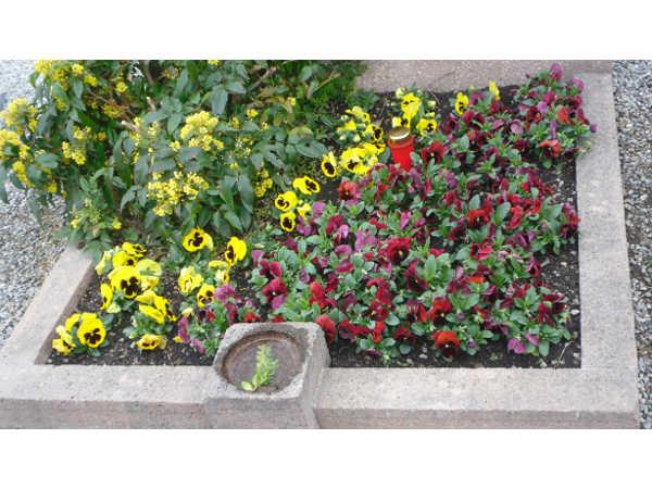 Bild 5 von Blumen Neuner