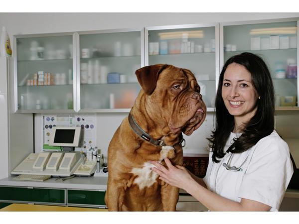 Bild 1 von Udvardi Clarissa Dipl.TA. TIERARZTPRAXIS CZERNINPLATZ - Ganzheitliche Tiermedizin