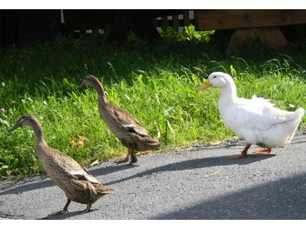 Bild 7 von Plattnerhof Fam. Steinlechner