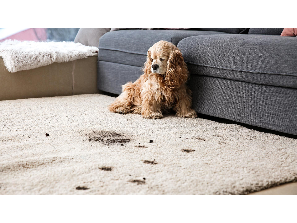 Bild 11 von ORI RUG - HOME OF MODERN LIVING
