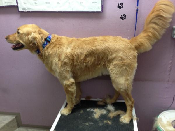 Bild 10 von Hundefriseur Andrea Oppacher in Pinzgau