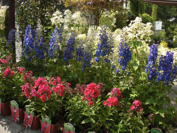 Bild 11 von Michel's Gartenmarkt