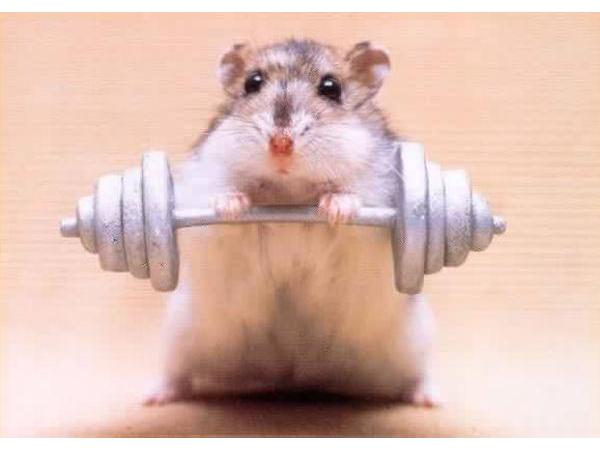 Bild 4 von Hamsterbedarf STRUPPI