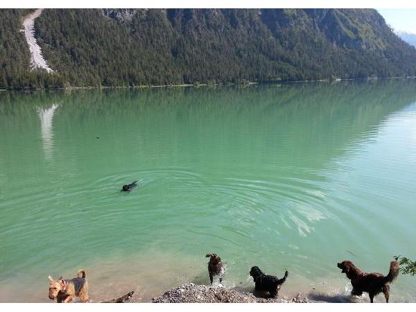 Bild 4 von Ausserferner Hundeschule