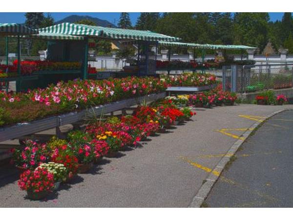 Bild 1 von Blumen Germ GmbH