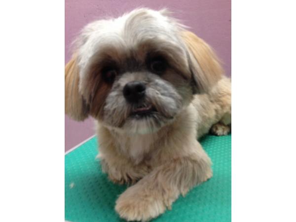 Bild 2 von Hundefriseur Andrea Oppacher in Pinzgau