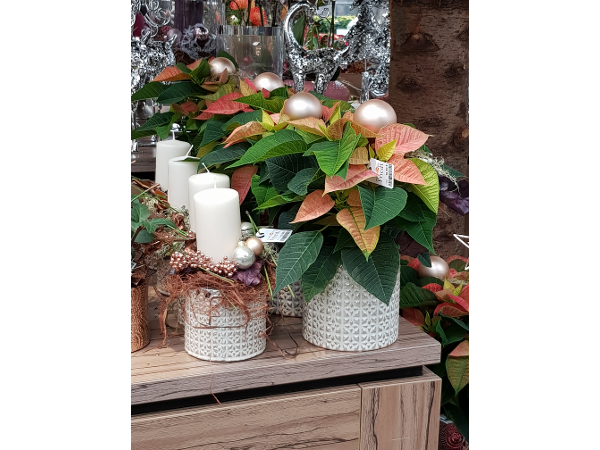 Bild 72 von Gartenbau-Blumen Helmut Friedl