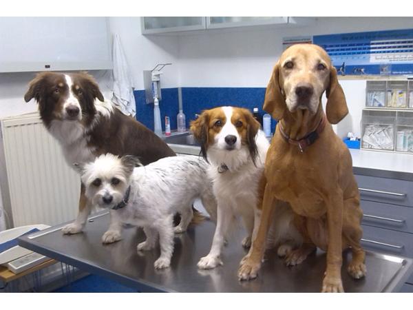Bild 1 von Tierklinik Dr Sylvia u Dr Rudolf Tschabrun
