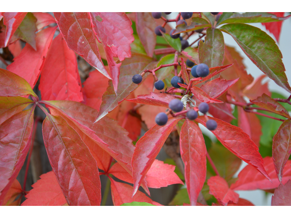 Bild 2 von Gartengestaltung Tautermann GmbH