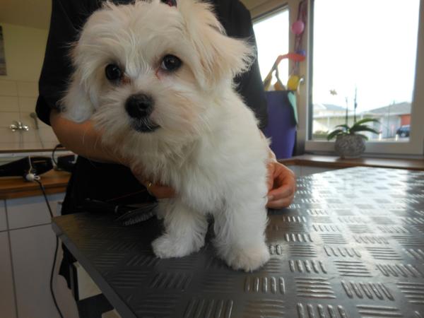 Bild 7 von Hundesalon Melanie