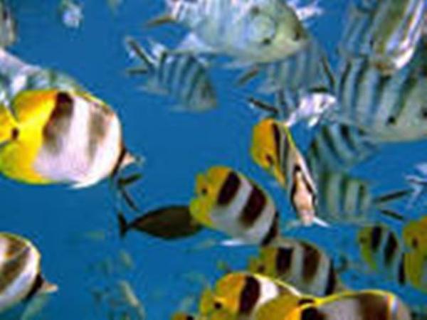 Bild 1 von Aquashop Inh Manfred de Pasqualin