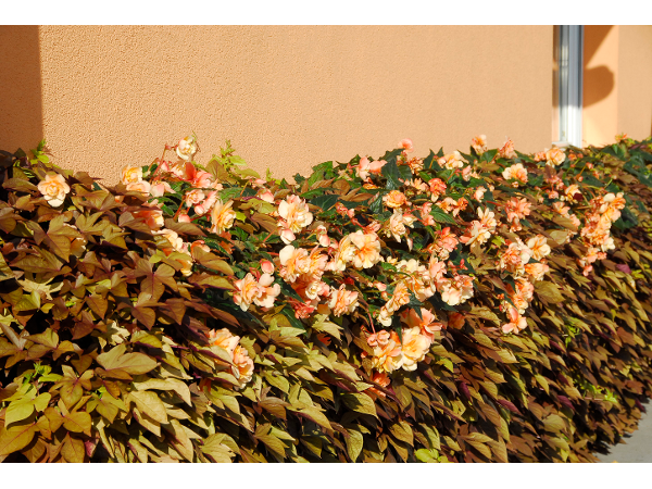Bild 111 von Gartenbau-Blumen Helmut Friedl