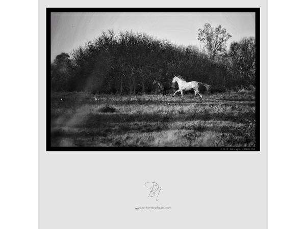 Bild 19 von Norbert Banhalmi - Berufsfotograf
