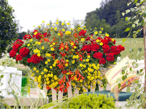 Bild 113 von Gartenbau-Blumen Helmut Friedl
