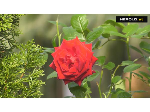 Bild 5 von Sulzenbacher GmbH - Der Gartengestalter