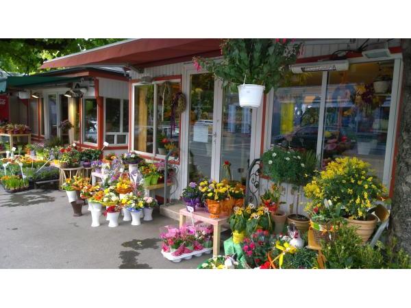 Bild 1 von Blumen Gruber